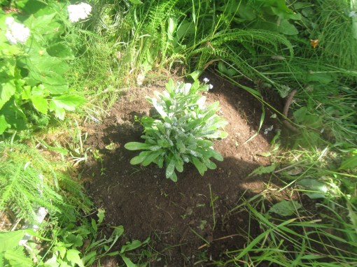 The Forget-Me-Not that marks where Papa's ashes are buried.