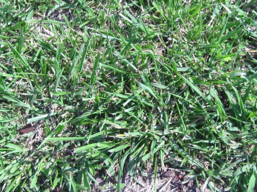 The grass on a summer's day.