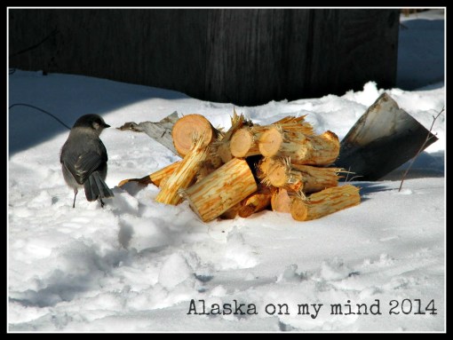 Cut and pealed Alder, ready for the smoker. And a Camp Robber looking for a morsel.