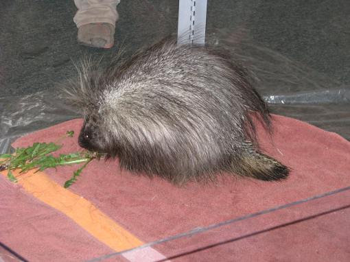 Mr. Pickles, he was quite a ham.