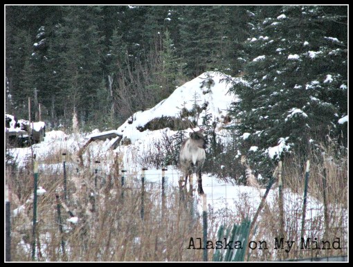 Bull, checking me out.