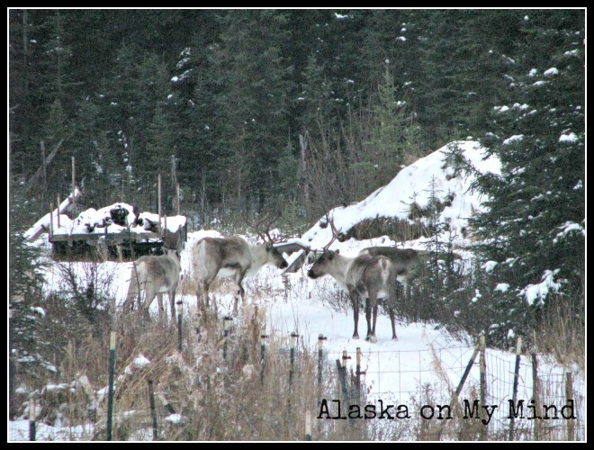 Crossing the drive, headed for the trees.