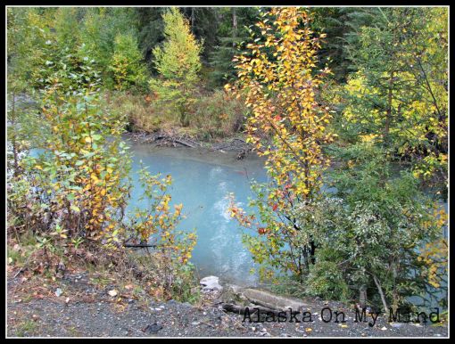 A pretty little spot with fall foliage and a spawning salmon, can you see it?