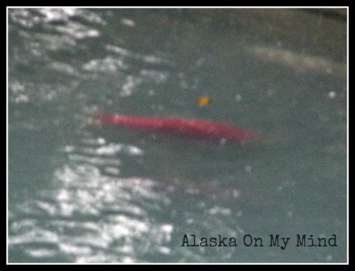 Not the best for clarity but you can definitely see the salmon now!