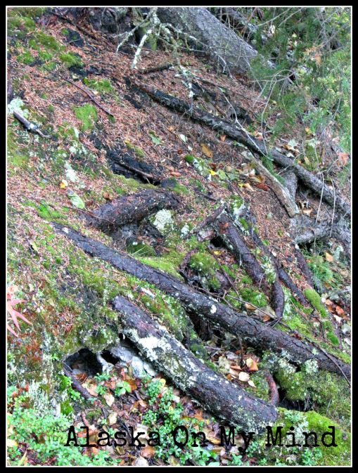 Some exposed roots and a couple of small animal burrows. Neat stuff along the trails.