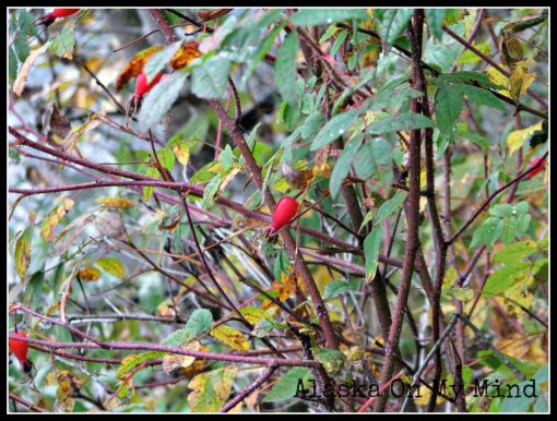 Wild rose hips.