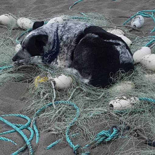 Photo credit: Kaylena M. A tired Gus sleep-guarding the net. 