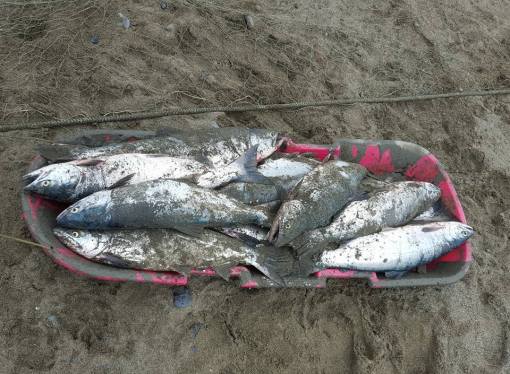 Photo credit: Brandi W Sand fish being hauled to the cleaning table. 