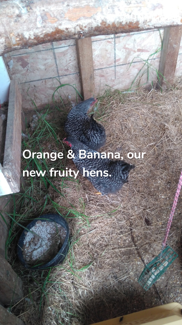 Orange & Banana, our new fruity hens.