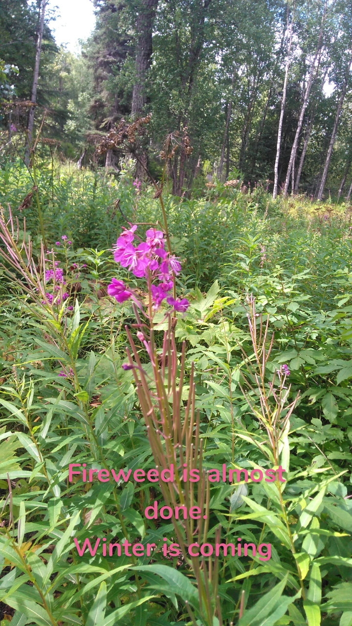 











Fireweed is almost done.
Winter is coming 




