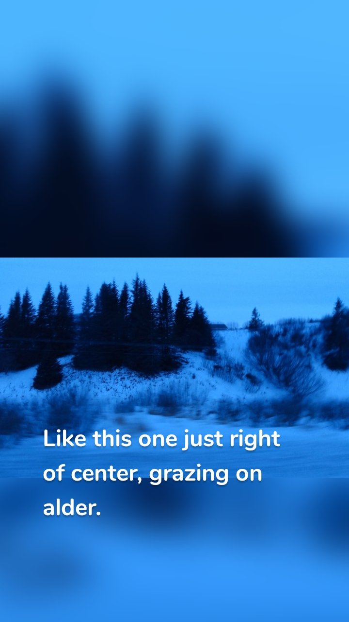 





Like this one just right of center, grazing on alder.