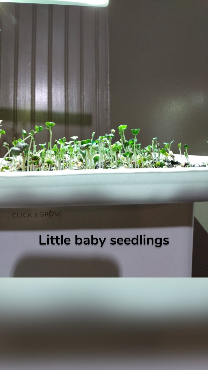 

Little baby seedlings
