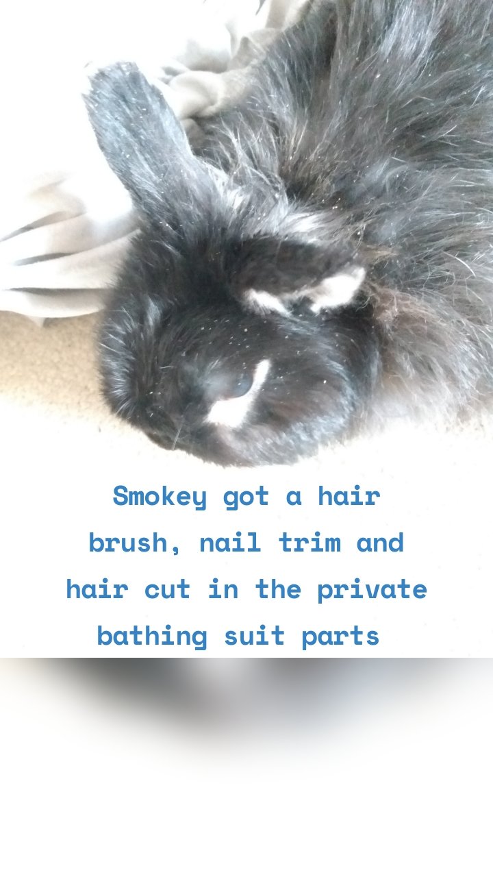 

Smokey got a hair brush, nail trim and hair cut in the private bathing suit parts 