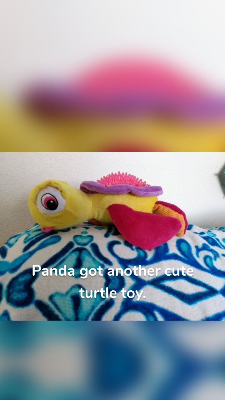 



Panda got another cute turtle toy.