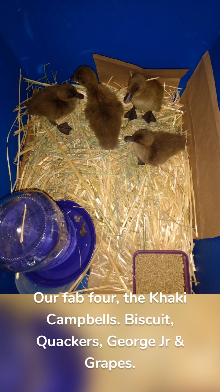 








Our fab four, the Khaki Campbells. Biscuit, Quackers, George Jr & Grapes.