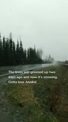 




The trees just greened up two days ago and now it's snowing. Gotta love Alaska!