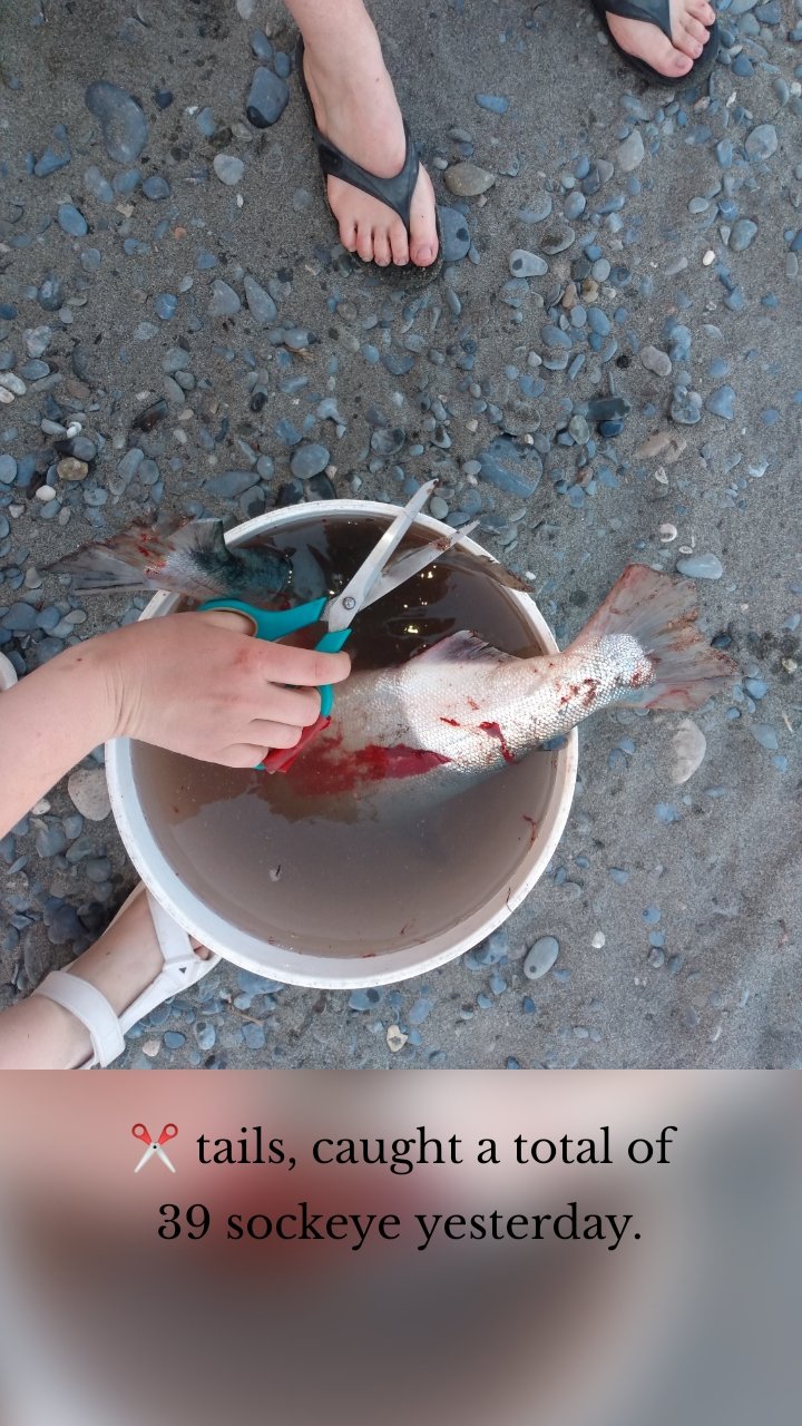 








✂️ tails, caught a total of 39 sockeye yesterday.