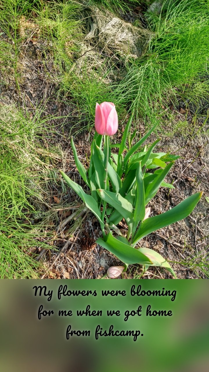 








My flowers were blooming for me when we got home from fishcamp.