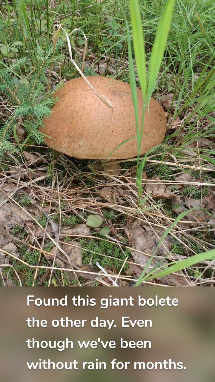 









Found this giant bolete the other day. Even though we've been without rain for months.