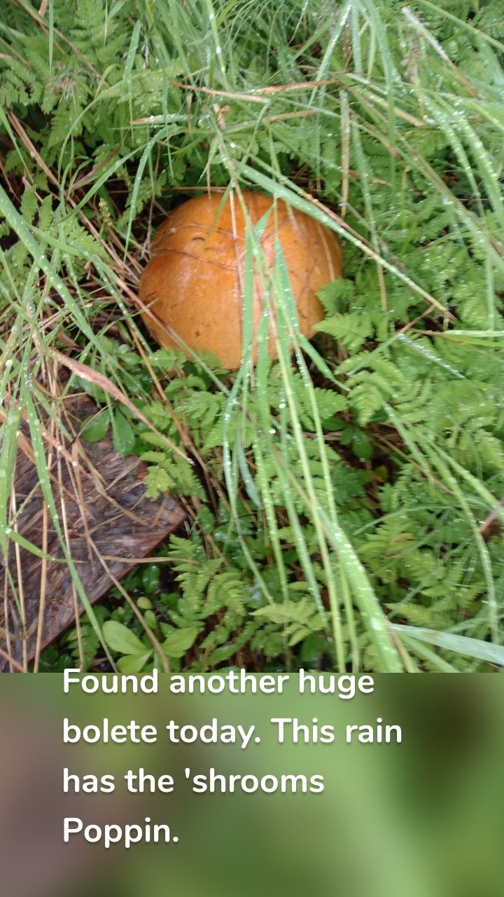 








Found another huge bolete today. This rain has the 'shrooms Poppin. 