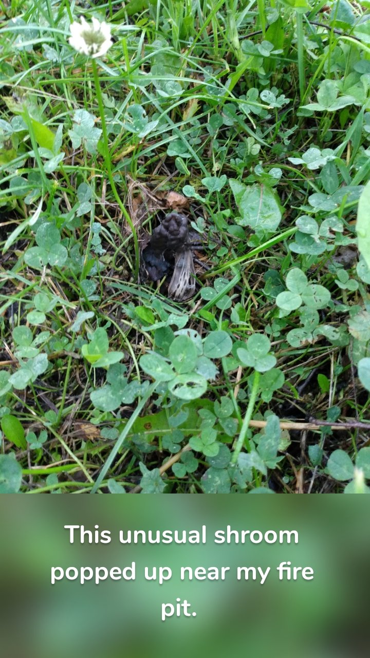 









This unusual shroom popped up near my fire pit. 