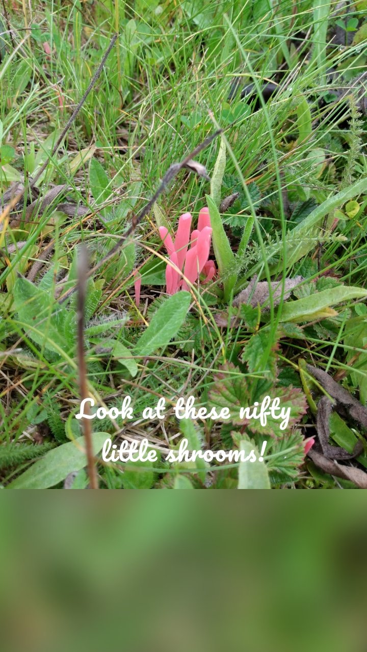 Look at these nifty little shrooms!