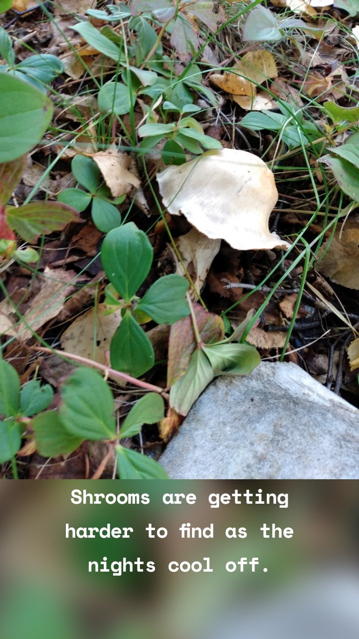 








Shrooms are getting harder to find as the nights cool off.