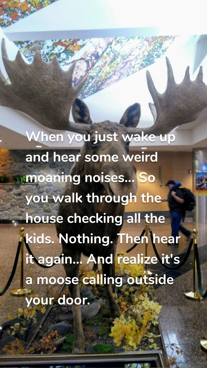 When you just wake up and hear some weird moaning noises... So you walk through the house checking all the kids. Nothing. Then hear it again... And realize it's a moose calling outside your door.