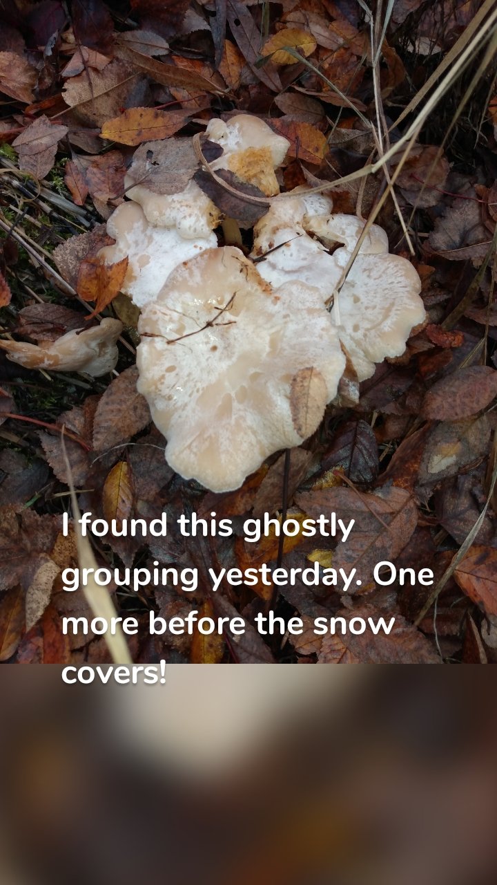 


I found this ghostly grouping yesterday. One more before the snow covers!