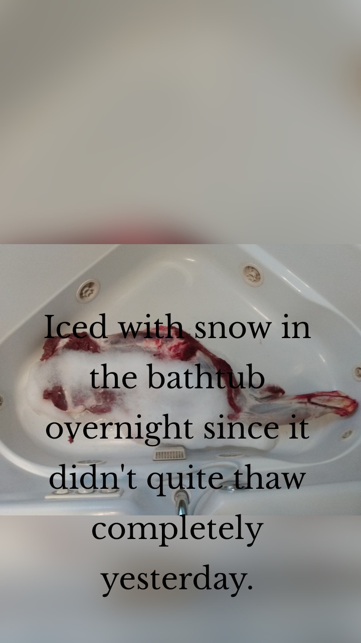 


Iced with snow in the bathtub overnight since it didn't quite thaw completely yesterday.
