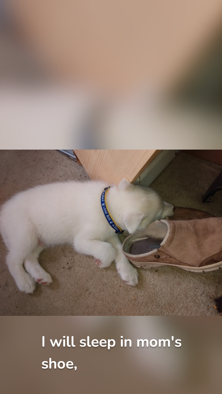 I will sleep in mom's shoe,