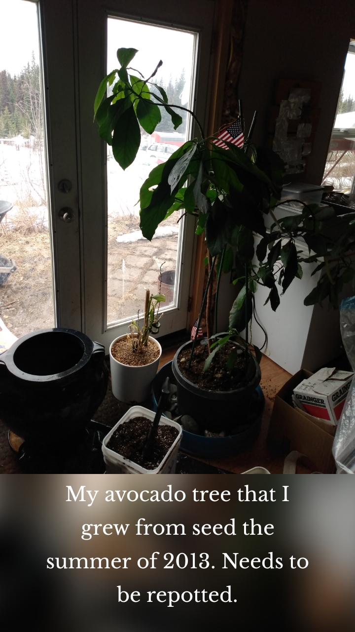 My avocado tree that I grew from seed the summer of 2013. Needs to be repotted.