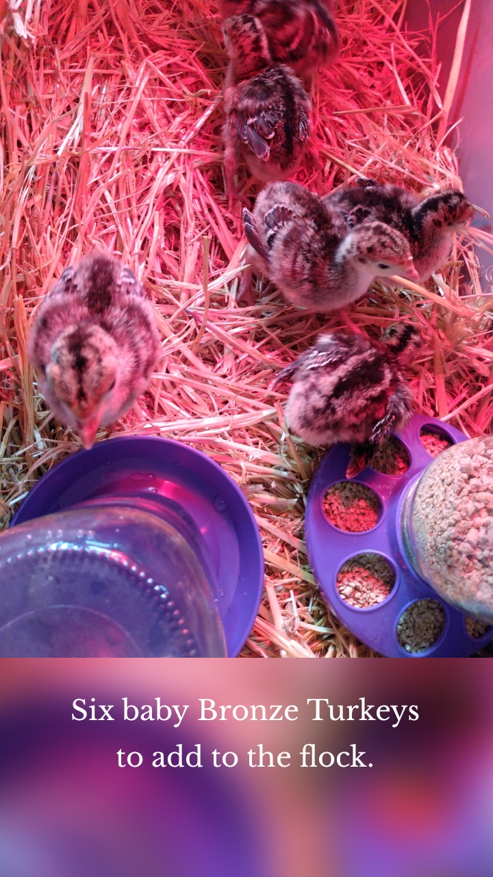 Six baby Bronze Turkeys to add to the flock.