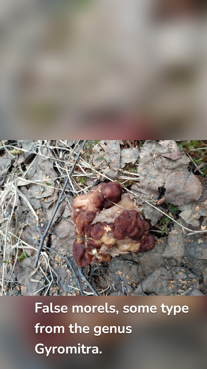 False morels, some type from the genus Gyromitra.