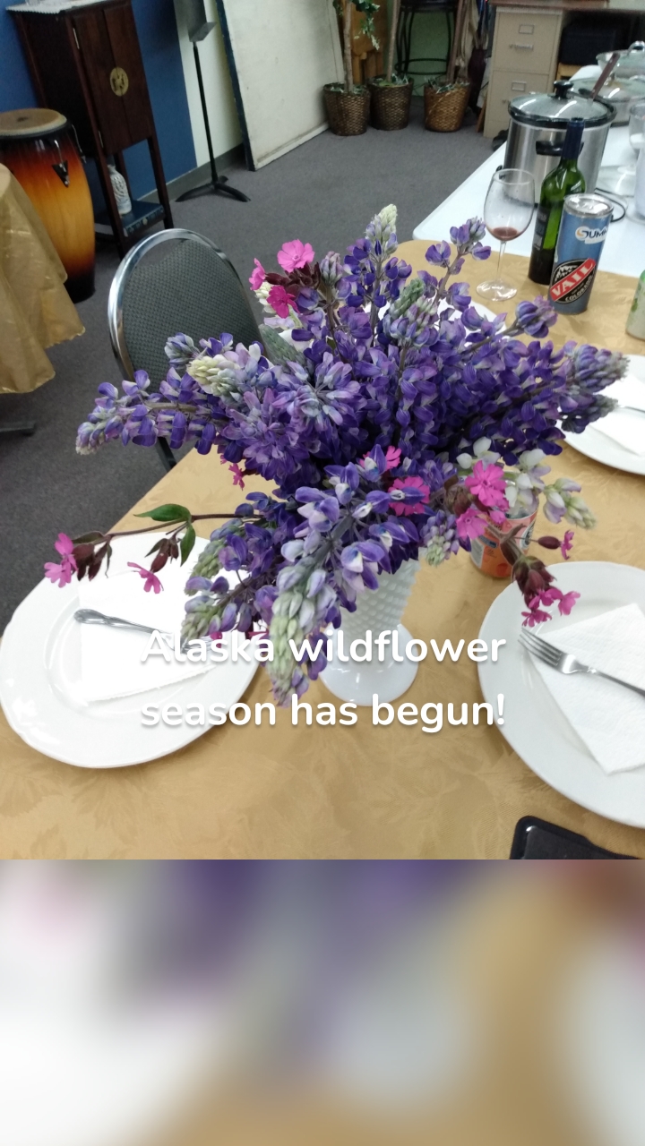 Alaska wildflower season has begun!