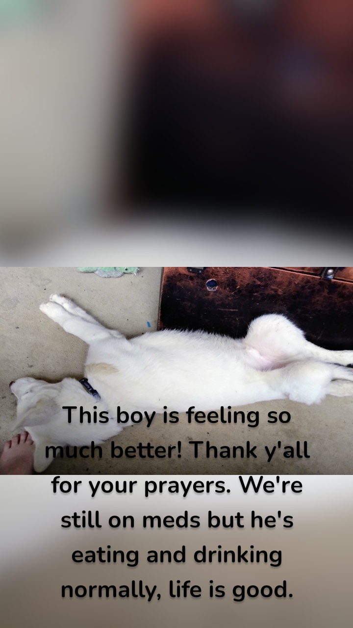 This boy is feeling so much better! Thank y'all for your prayers. We're still on meds but he's eating and drinking normally, life is good.