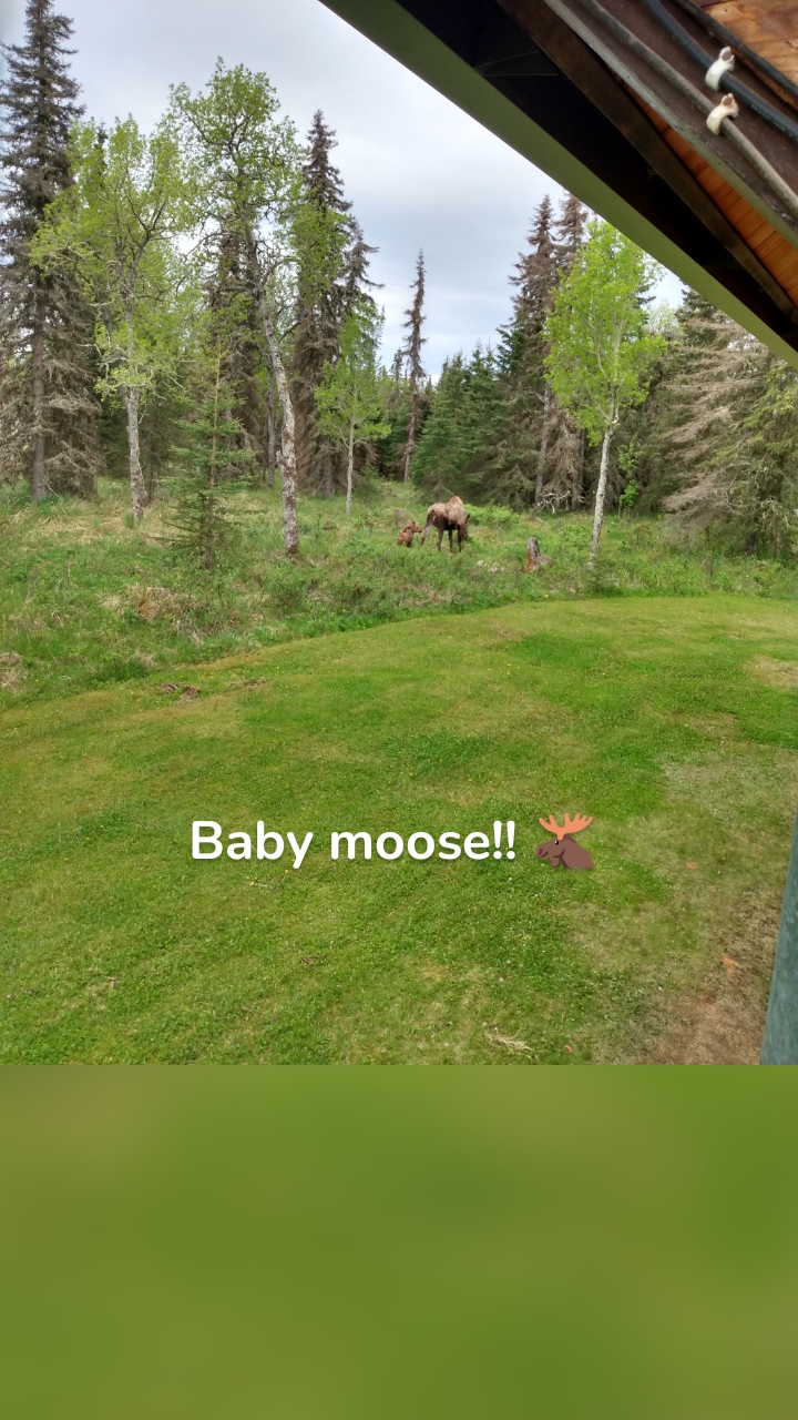 Baby moose!! 🫎