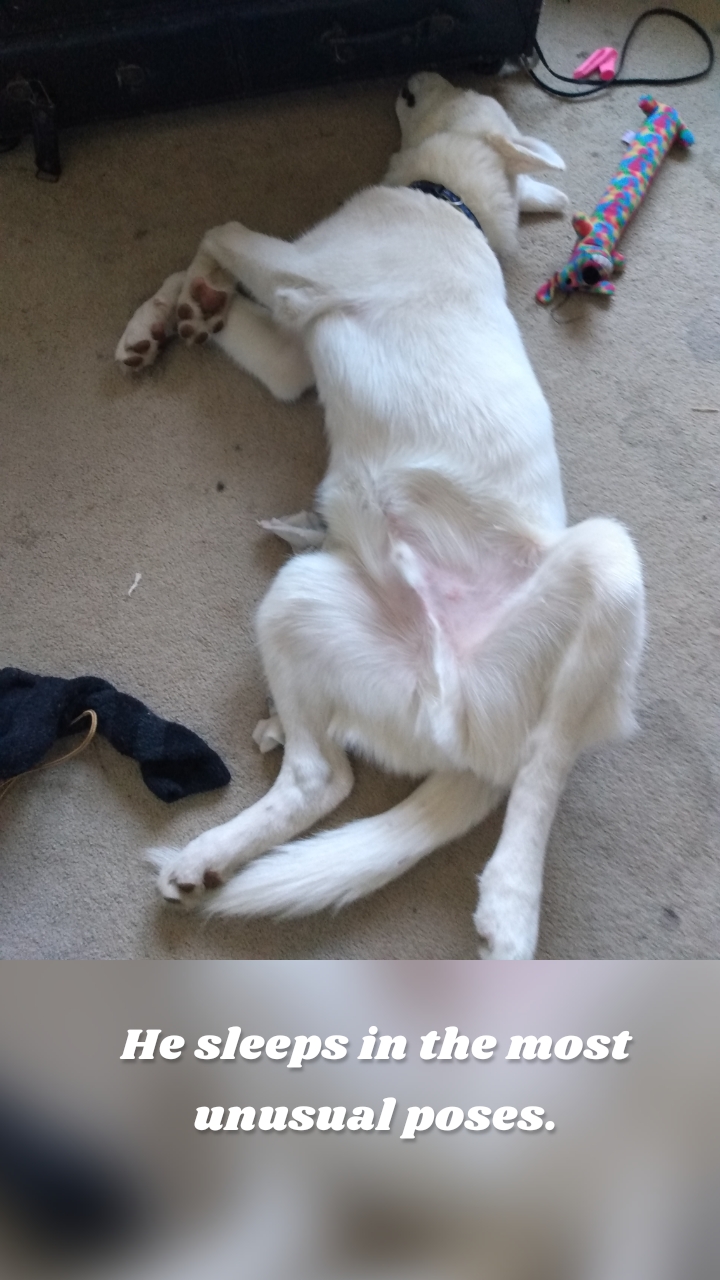 He sleeps in the most unusual poses.