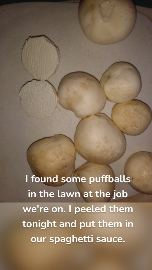 I found some puffballs in the lawn at the job we're on. I peeled them tonight and put them in our spaghetti sauce.
