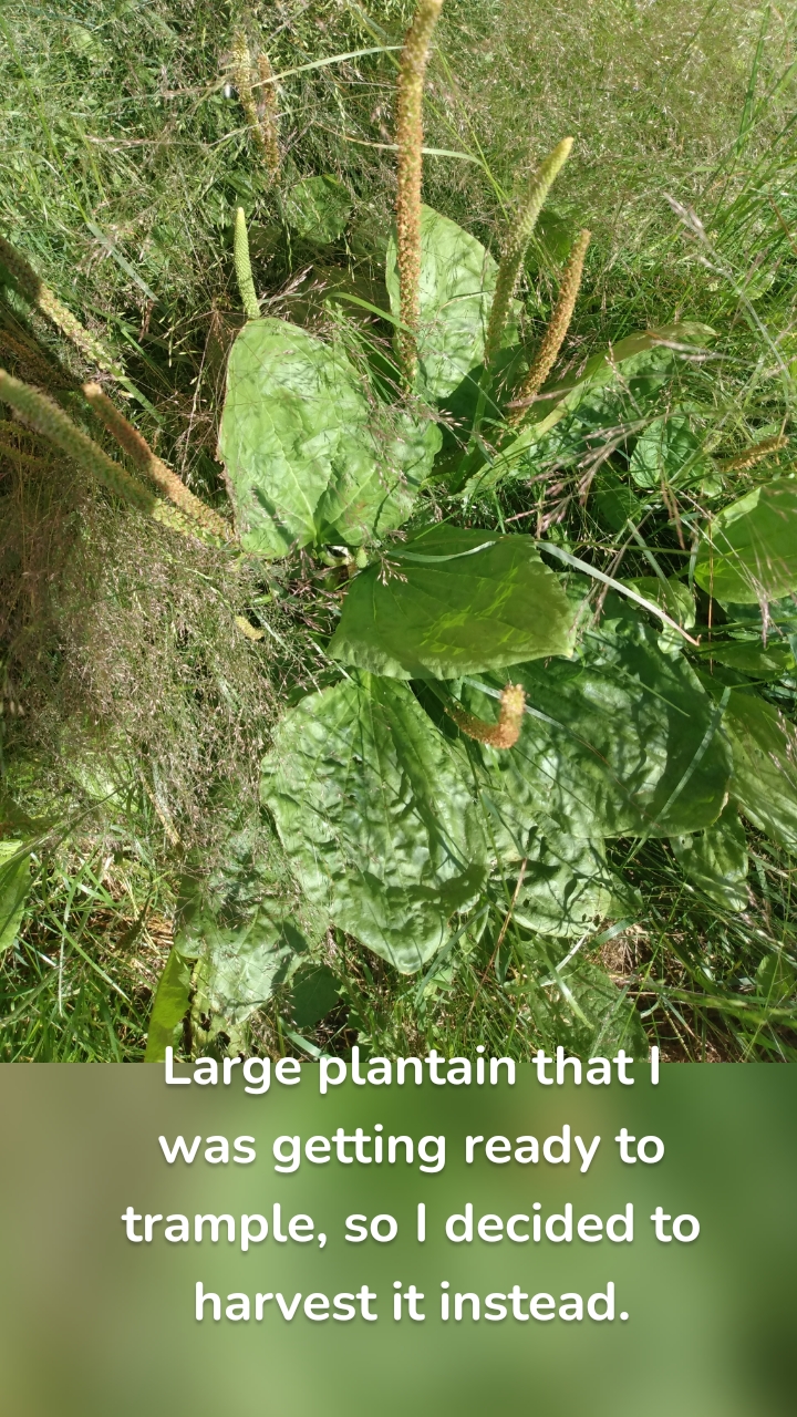 Large plantain that I was getting ready to trample, so I decided to harvest it instead.