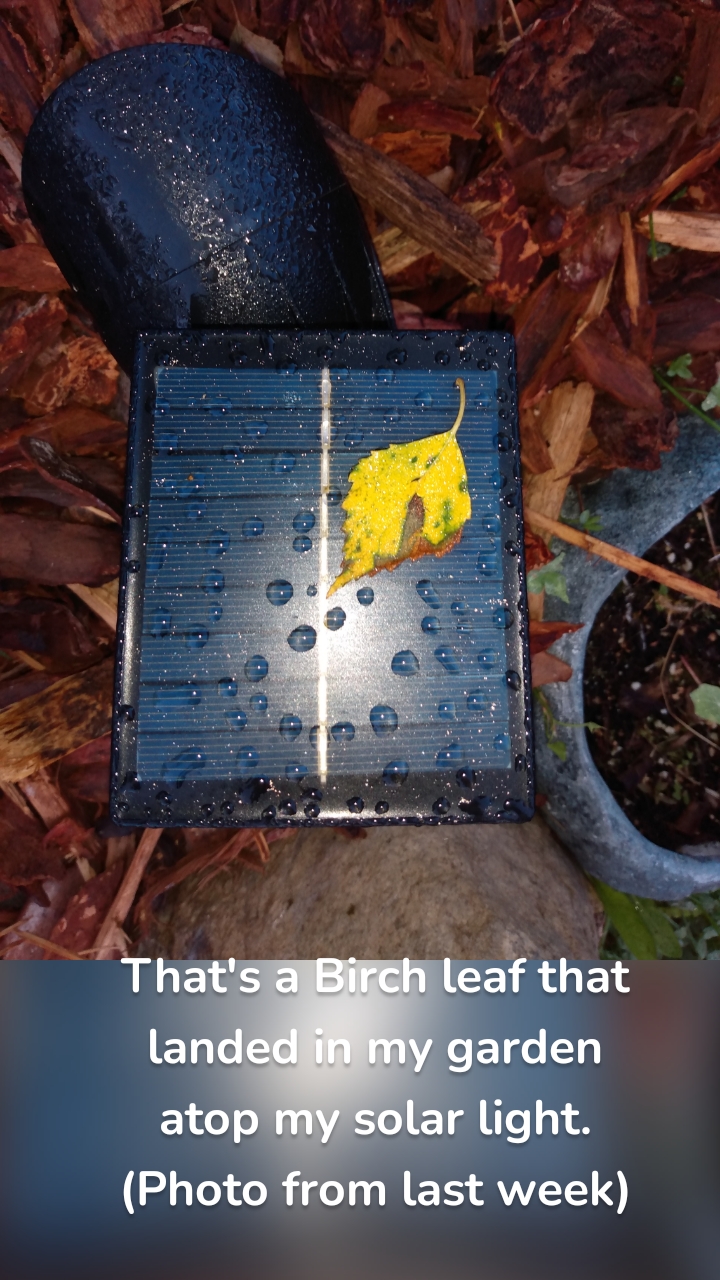 That's a Birch leaf that landed in my garden atop my solar light.  (Photo from last week)