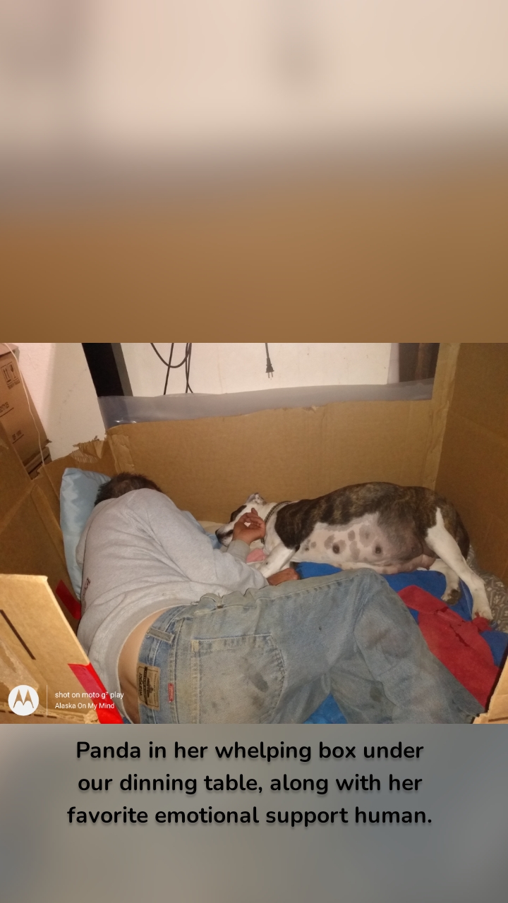 Panda in her whelping box under our dinning table, along with her favorite emotional support human.