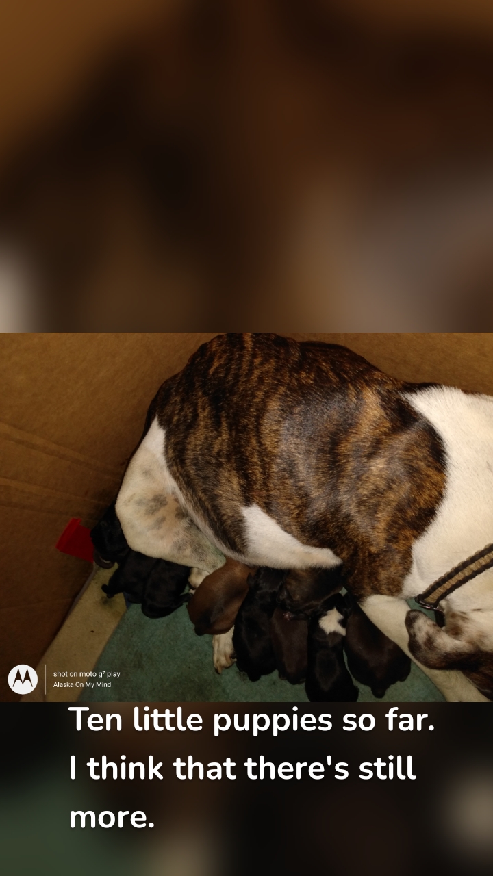 Ten little puppies so far. I think that there's still more. 
