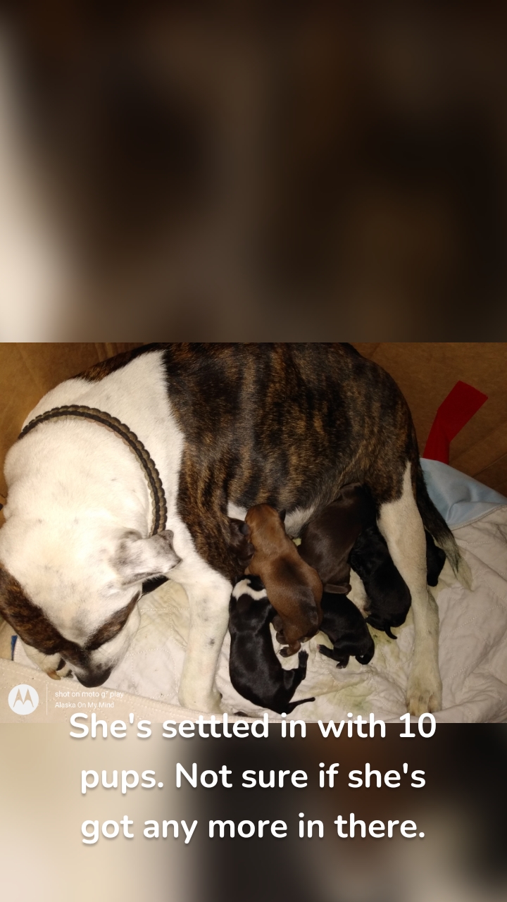 She's settled in with 10 pups. Not sure if she's got any more in there.