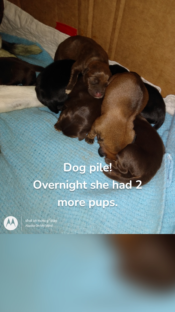 Dog pile!
Overnight she had 2 more pups.