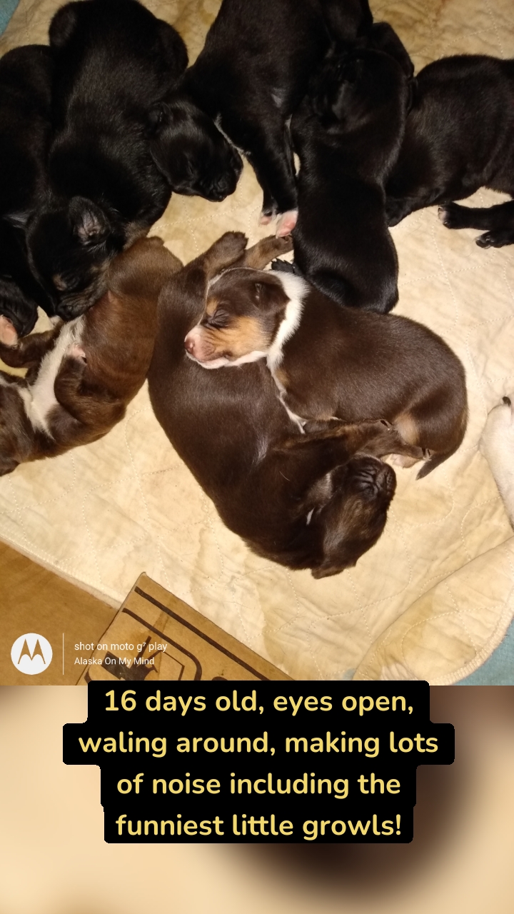 16 days old, eyes open, waling around, making lots of noise including the funniest little growls!