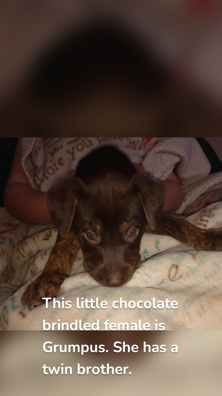 This little chocolate brindled female is Grumpus. She has a twin brother. 
