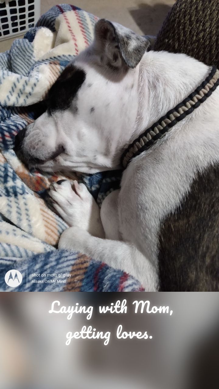 Laying with Mom, getting loves. 